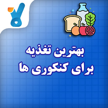 بهترین تغذیه برای کنکوری ها